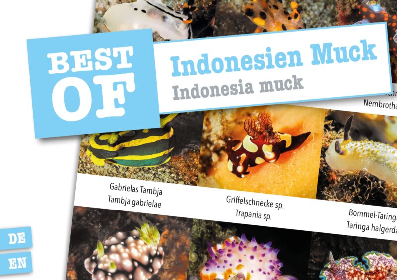 DIVE-Sticker Indonesien Muck