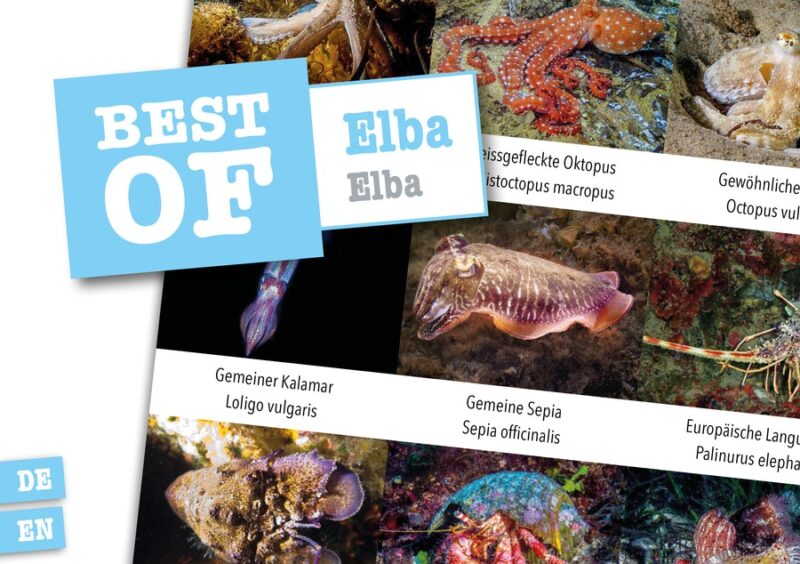 DIVE-Sticker Elba