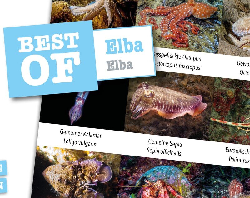 DIVE-Sticker Elba