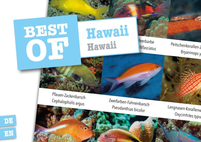 DIVE-Sticker Hawai