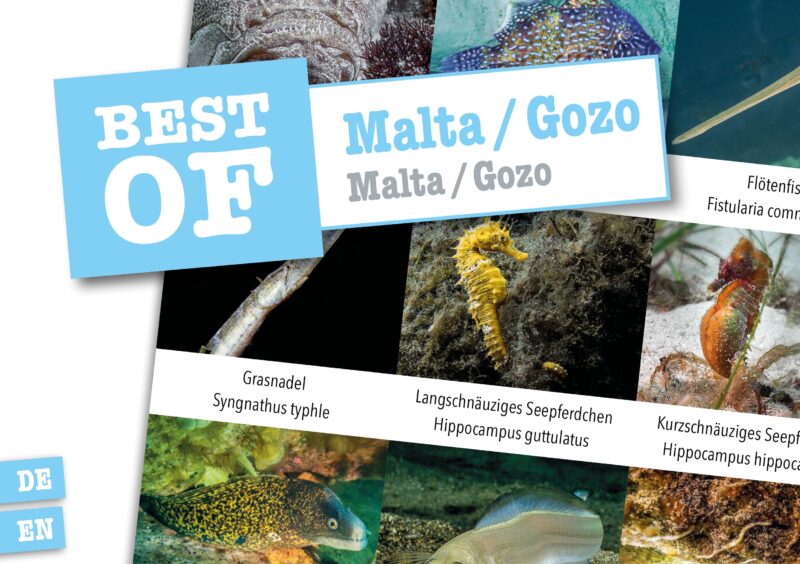 DIVE-Sticker Malta/Gozo