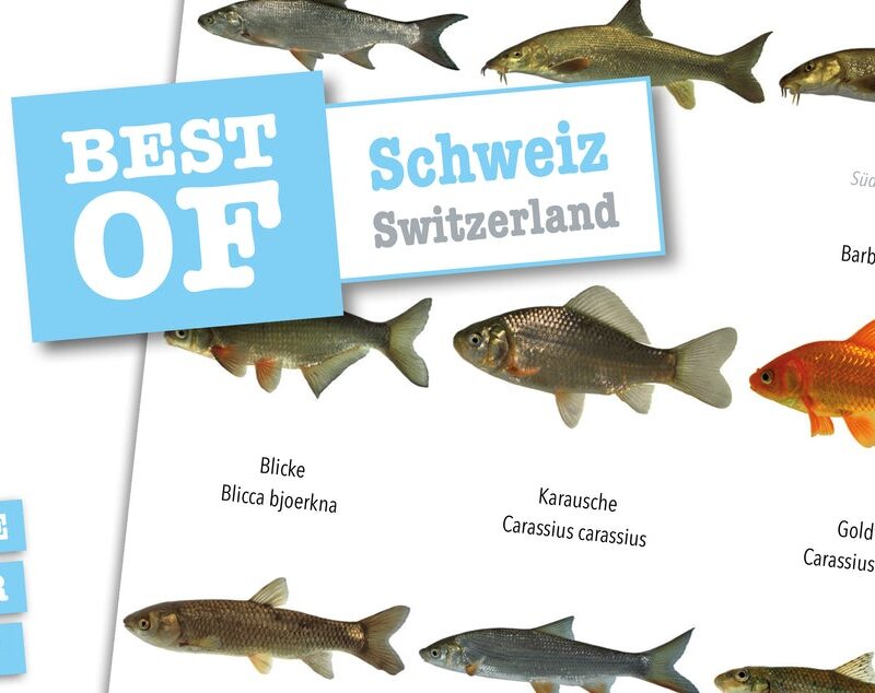 DIVE-Sticker Schweiz