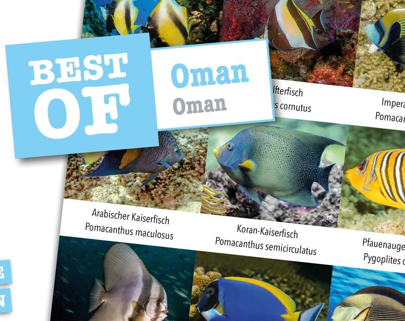 DIVE-Sticker Oman