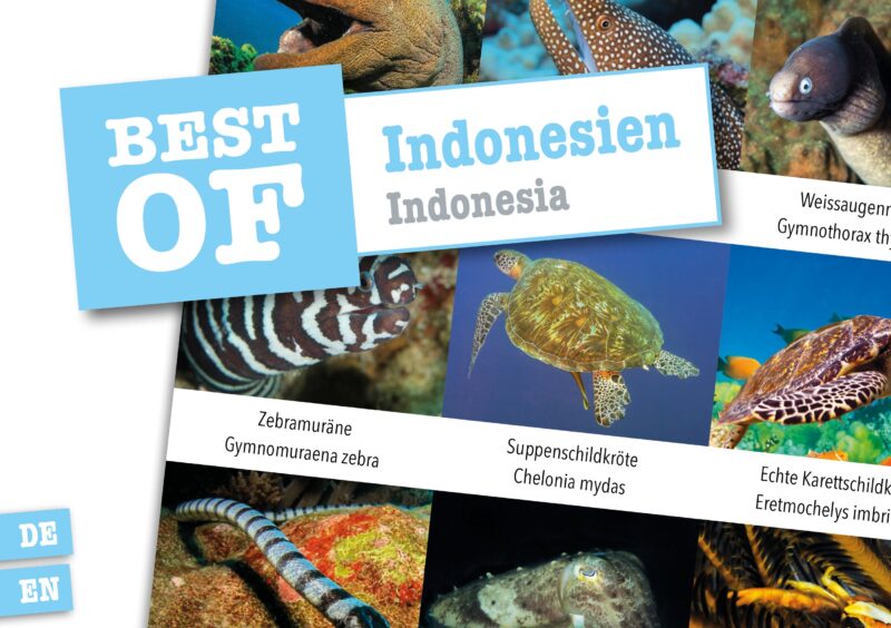 DIVE-Sticker Indonesien